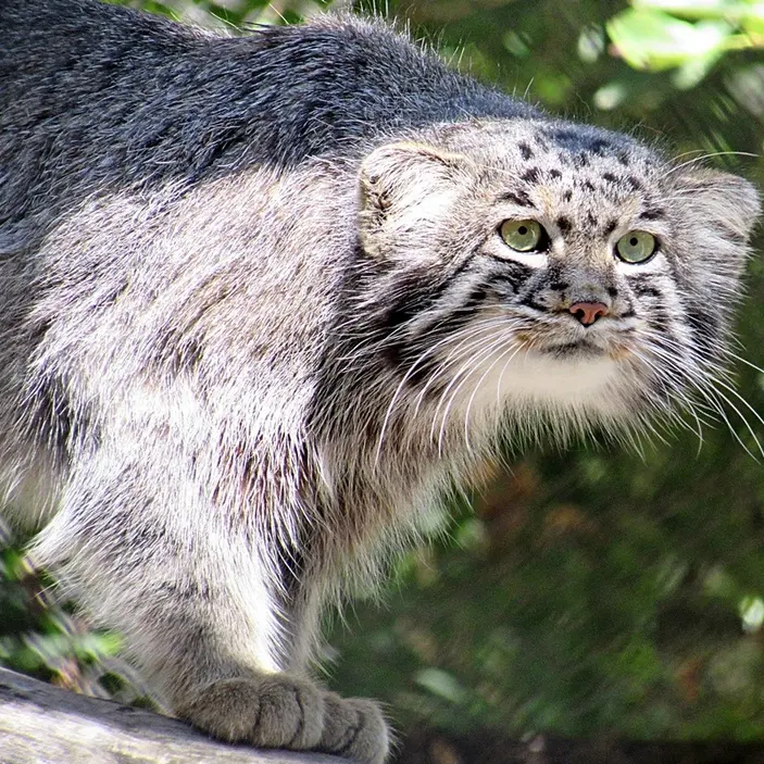 A photograph of a Pallas&#039;s cat in Novosibirsk Zoo