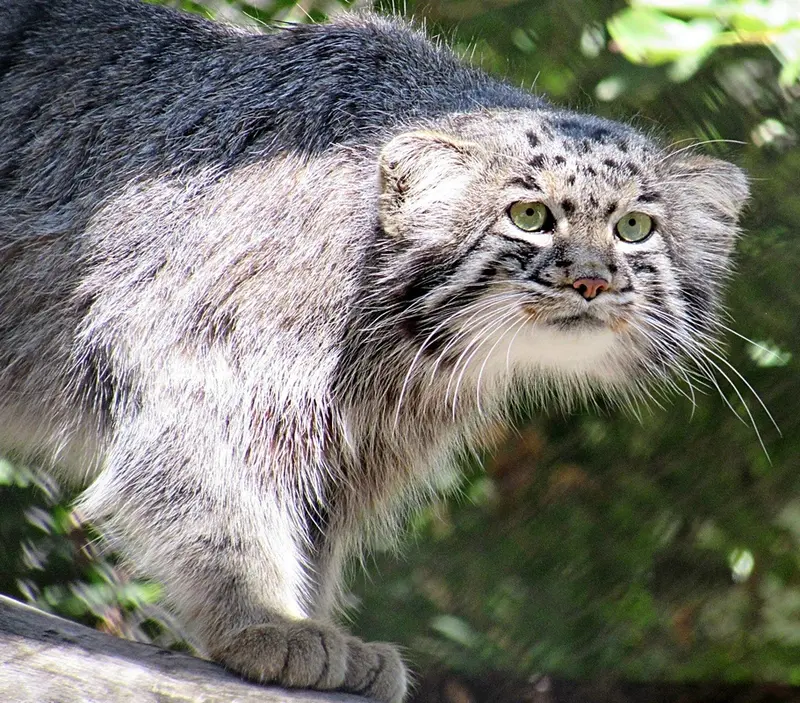 A photograph of a Pallas&#039;s cat in Novosibirsk Zoo