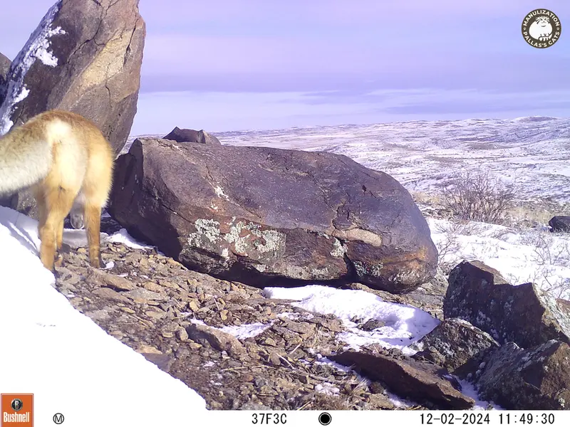 A photograph of Red fox from Koshkar camera trap