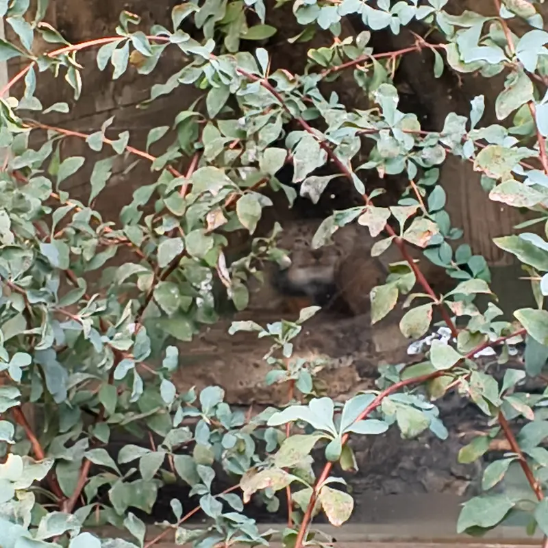 A photograph of Naré in Yerevan Zoo