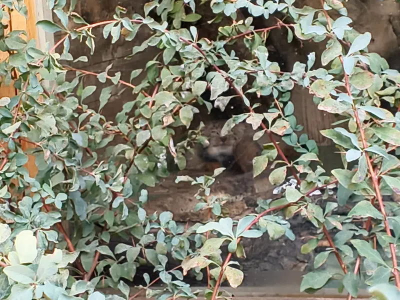 A photograph of Naré in Yerevan Zoo