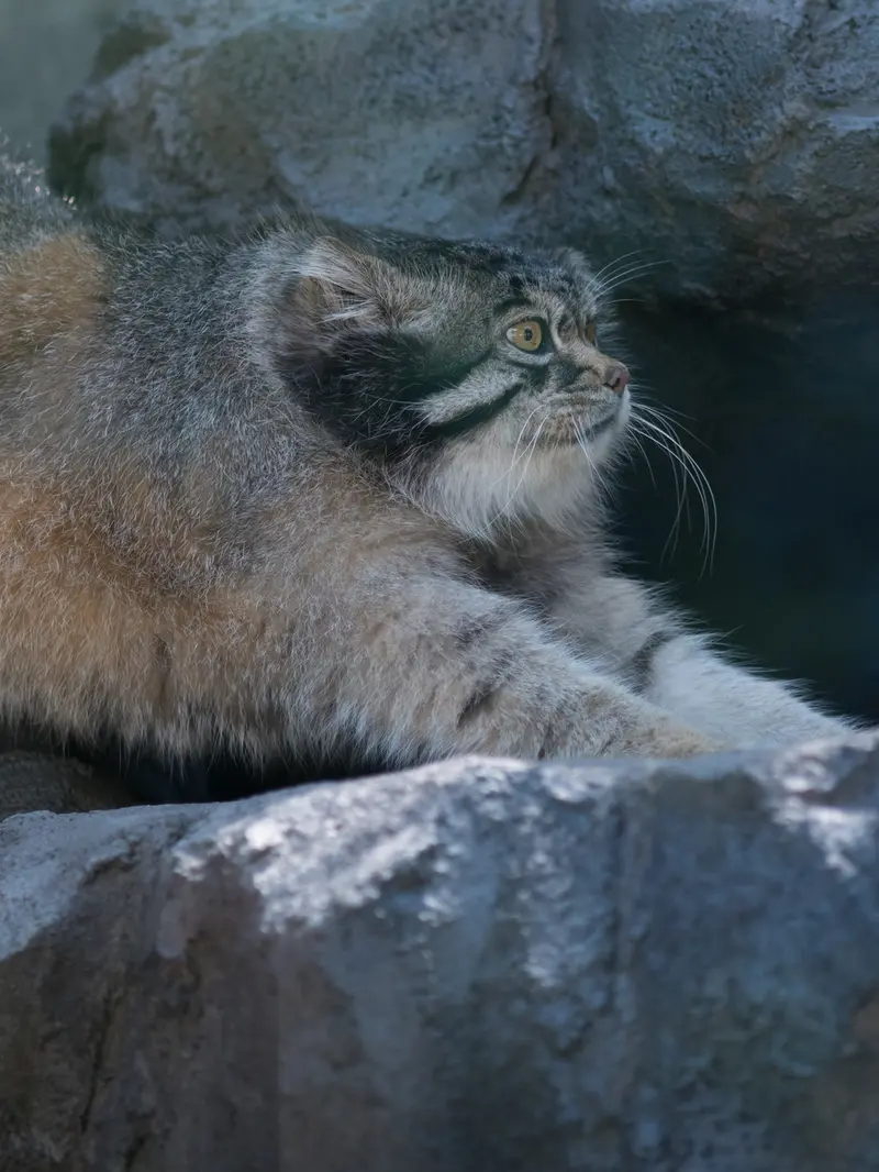 A photograph of Grusha in Asahiyama Zoo