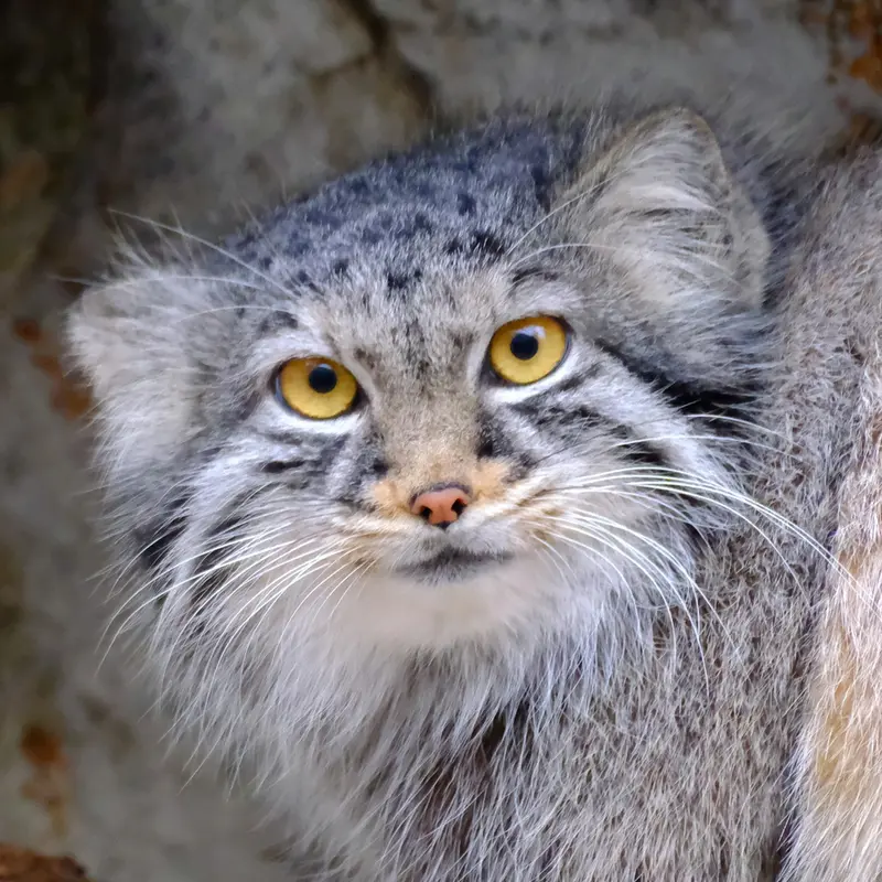 Odlha the Pallas's cat from Utah's Hogle Zoo