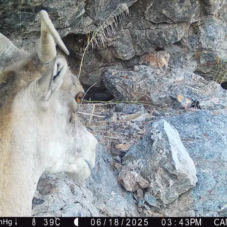 A photograph of Argali from Zhundy 1 camera trap