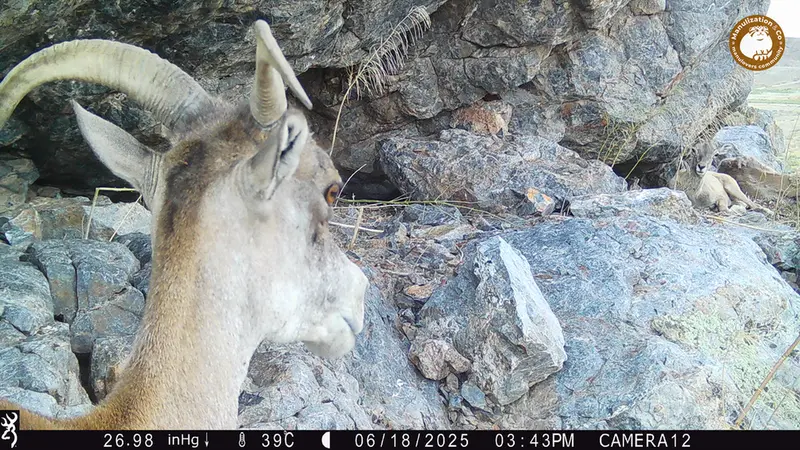 A photograph of Argali from Zhundy 1 camera trap