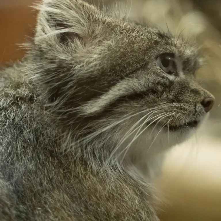 A photograph of Klyon in Ueno Zoological Gardens