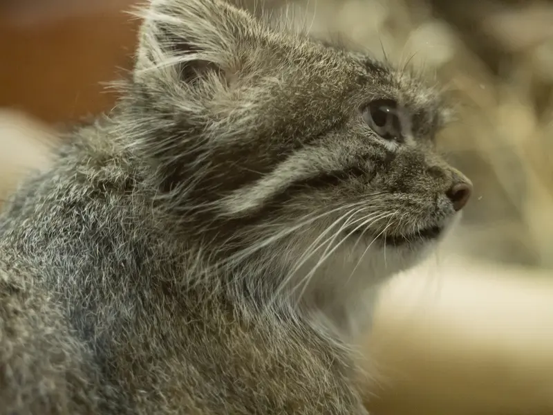 A photograph of Klyon in Ueno Zoological Gardens