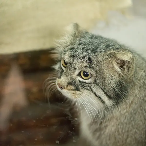 A photograph of Figa in Ueno Zoological Gardens
