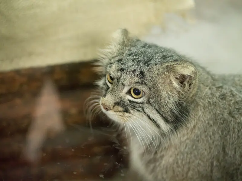 A photograph of Figa in Ueno Zoological Gardens