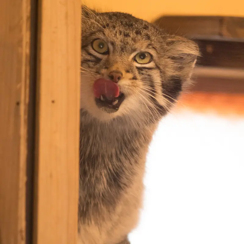 A photograph of Oto in Saitama Children's Zoo