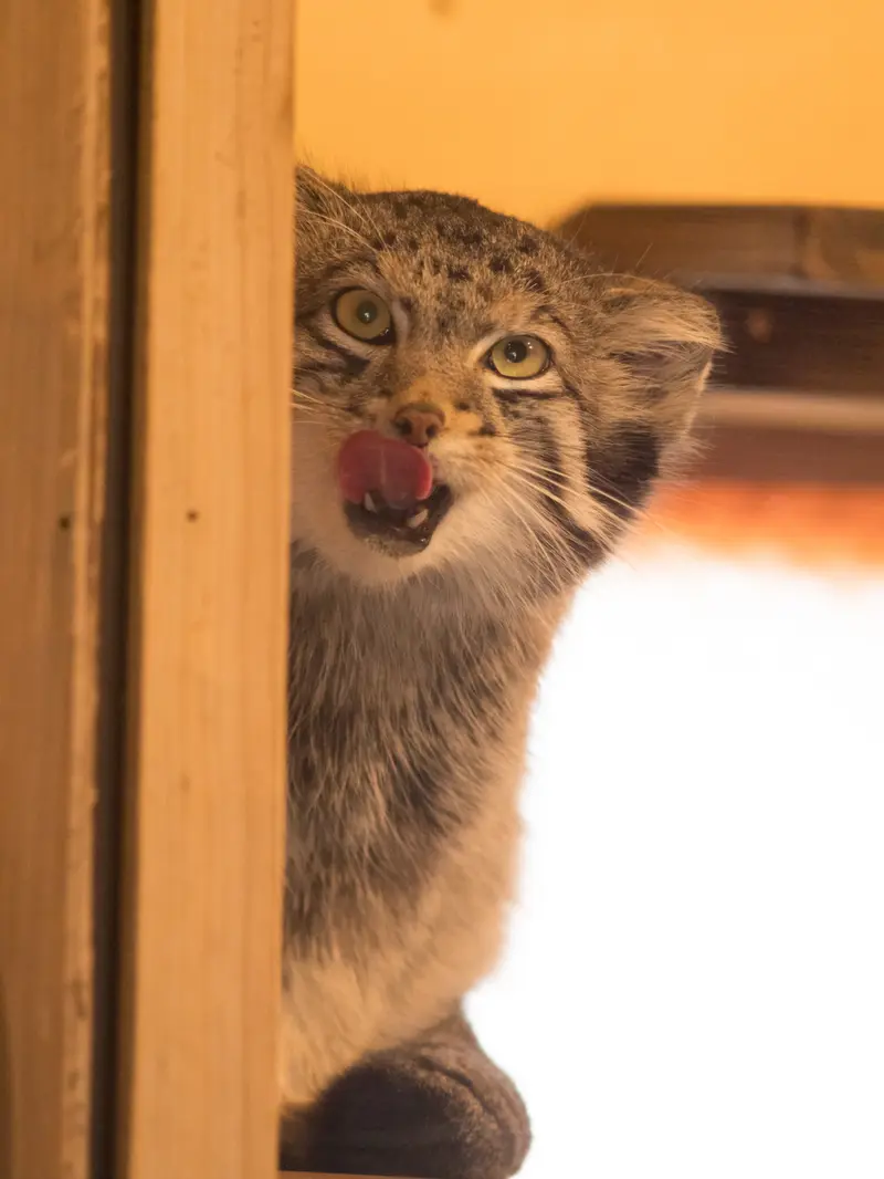 A photograph of Oto in Saitama Children's Zoo