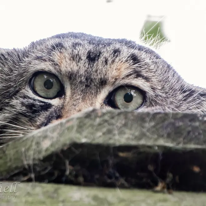 A photograph of Jethro in The Big Cat Sanctuary