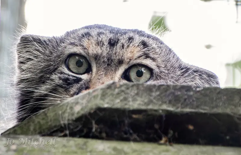 A photograph of Jethro in The Big Cat Sanctuary