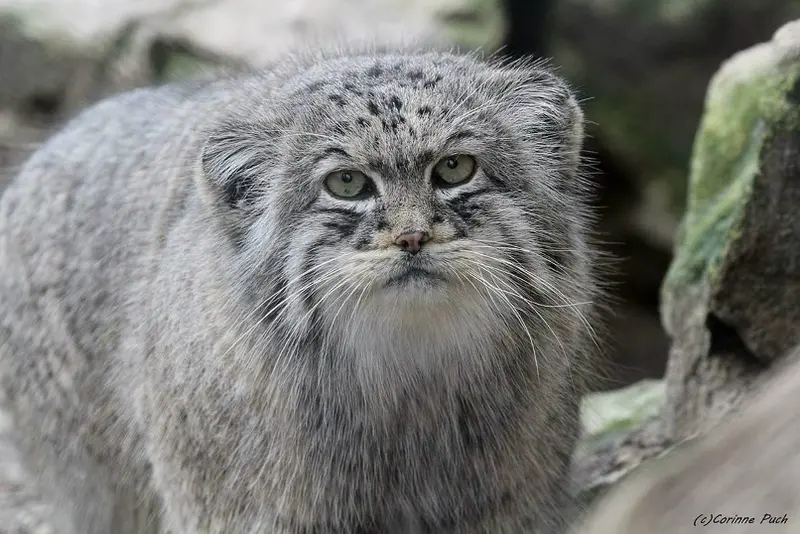 A photograph of a Pallas's cat