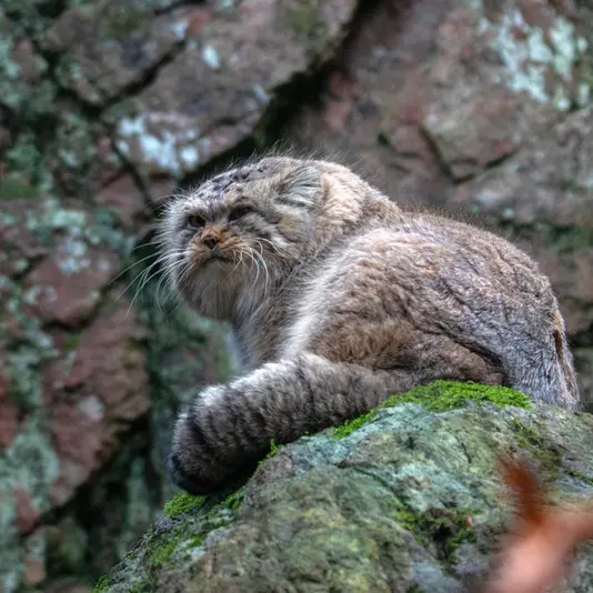 A photograph of Thomas O'Malley in Nordens Ark