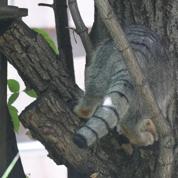 A photograph of a Pallas's cat in Moscow zoo