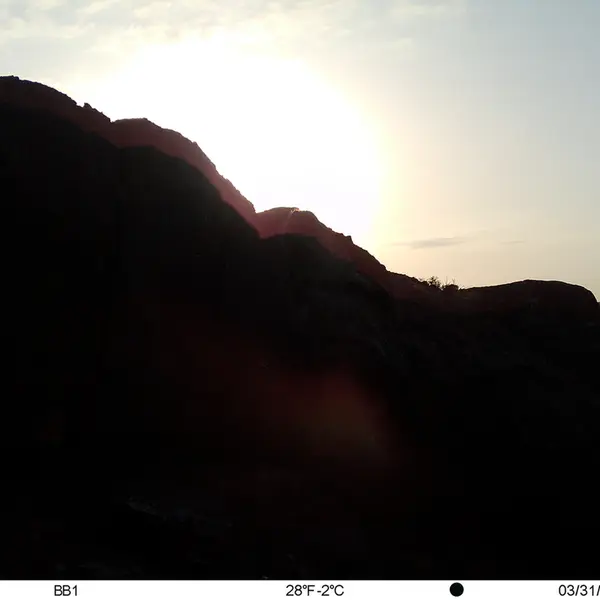 A photograph of Otocolobus manul manul from Aktas-Kunkora [new] camera trap