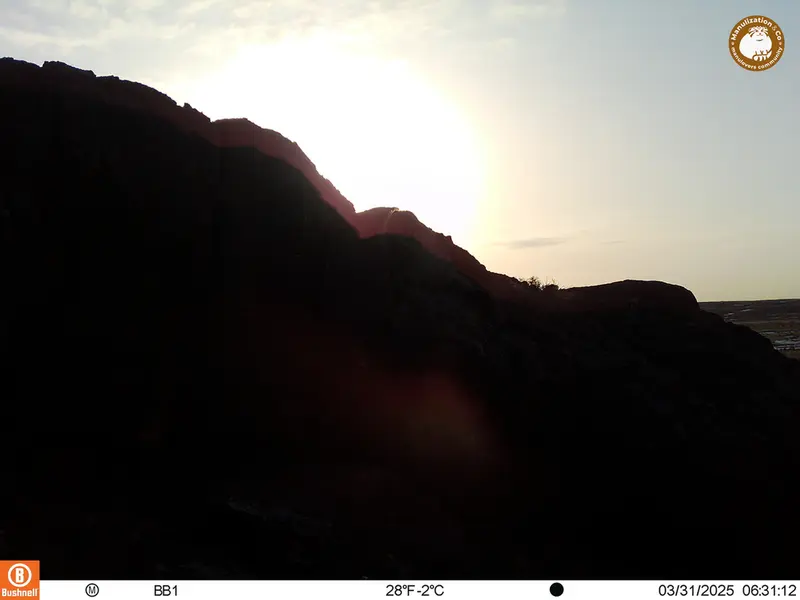 A photograph of Otocolobus manul manul from Aktas-Kunkora camera trap