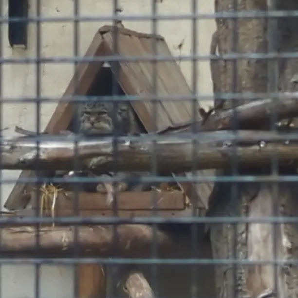 A photograph of Vorace in Lille Zoo