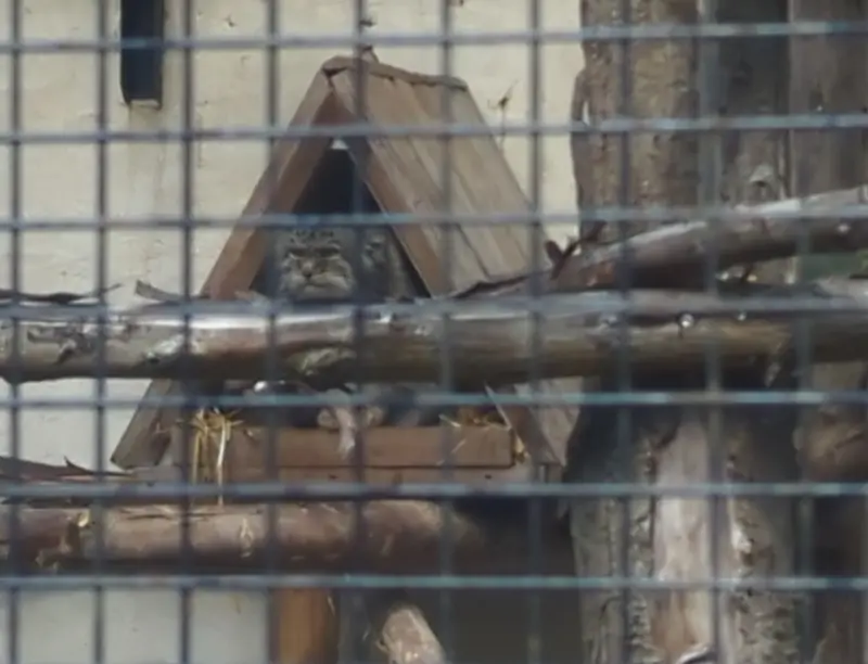 A photograph of Vorace in Lille Zoo