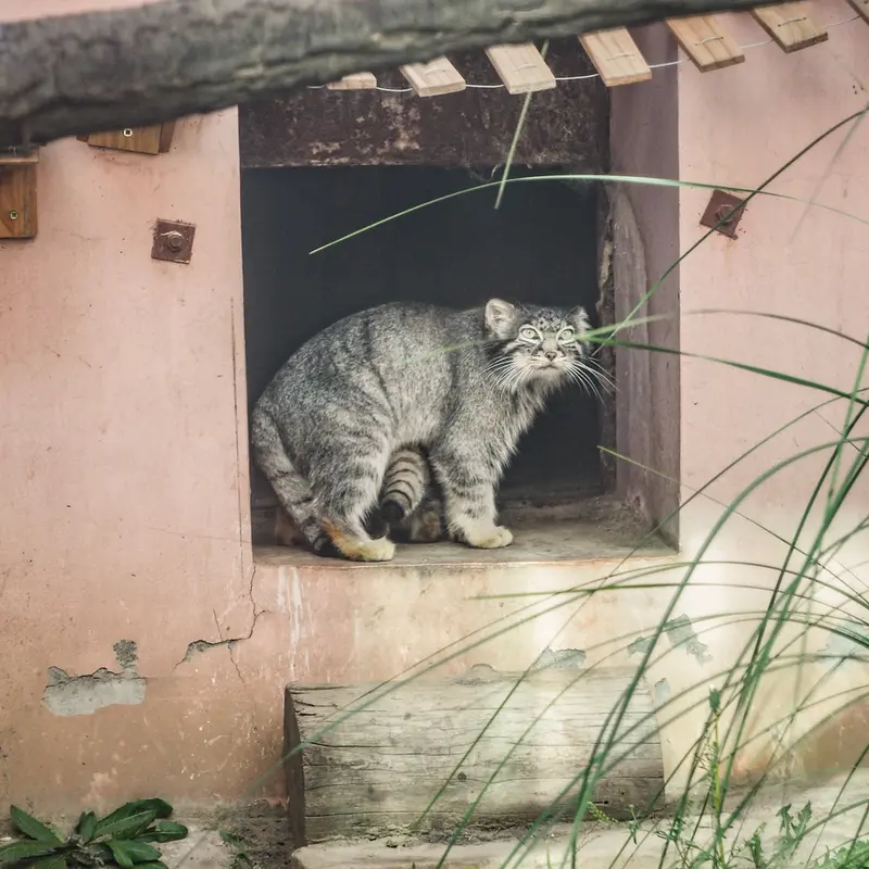 A photograph of Sun Xiaomei in Qinghai-Tibet Plateau Wildlife Zoo