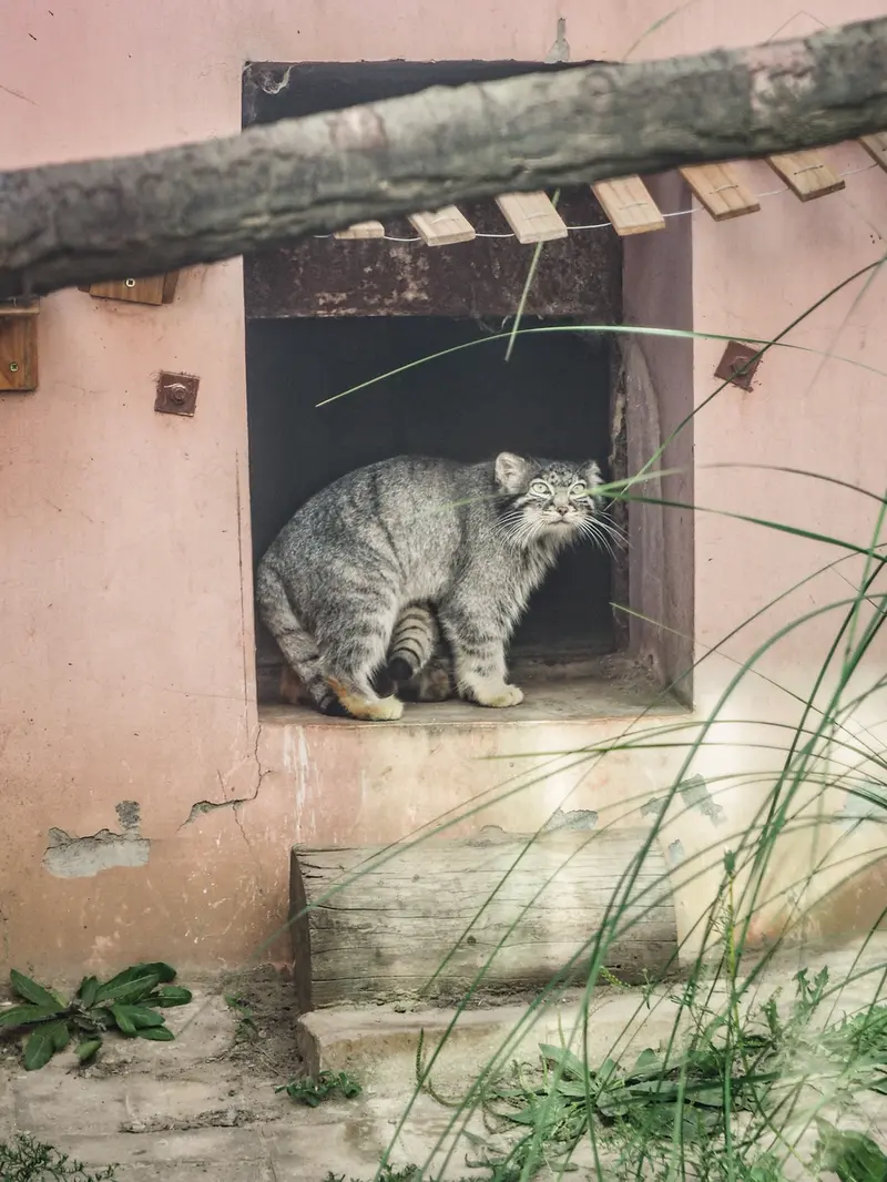 A photograph of Sun Xiaomei in Qinghai-Tibet Plateau Wildlife Zoo