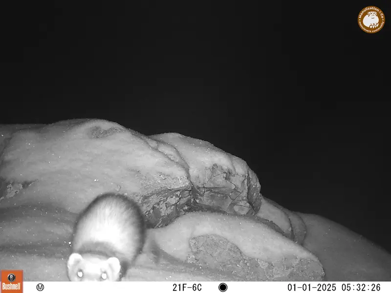 A photograph of Steppe polecat from Besshoky 1 camera trap
