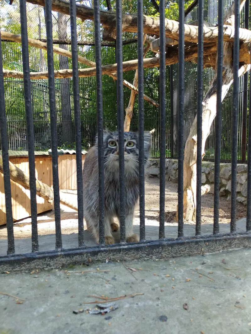 A photograph of a Pallas's cat in Novosibirsk Zoo