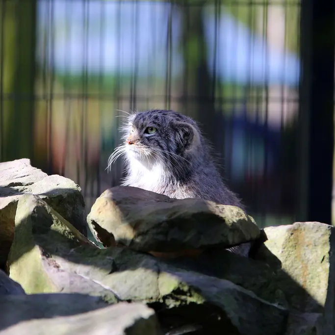 A photograph of Tsas in Kraków Zoo