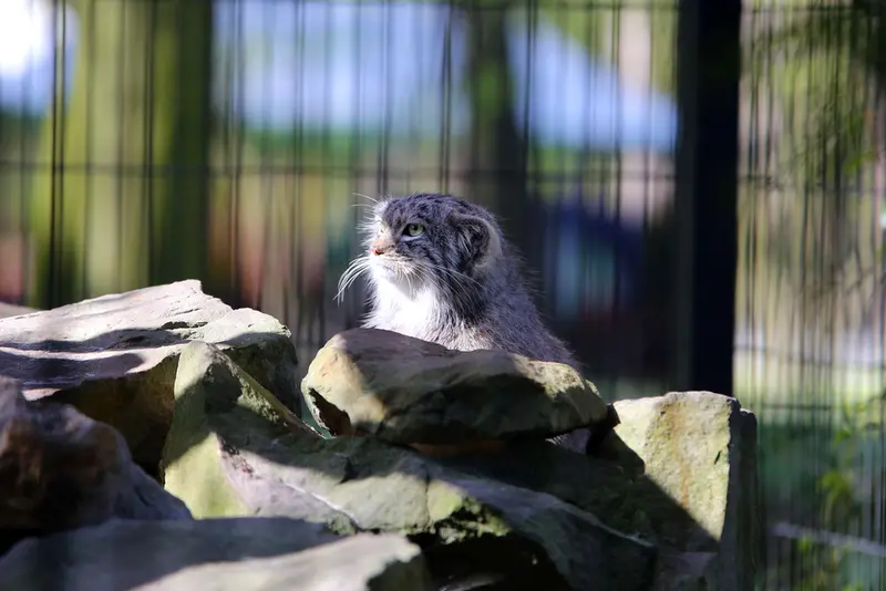 A photograph of Tsas in Kraków Zoo