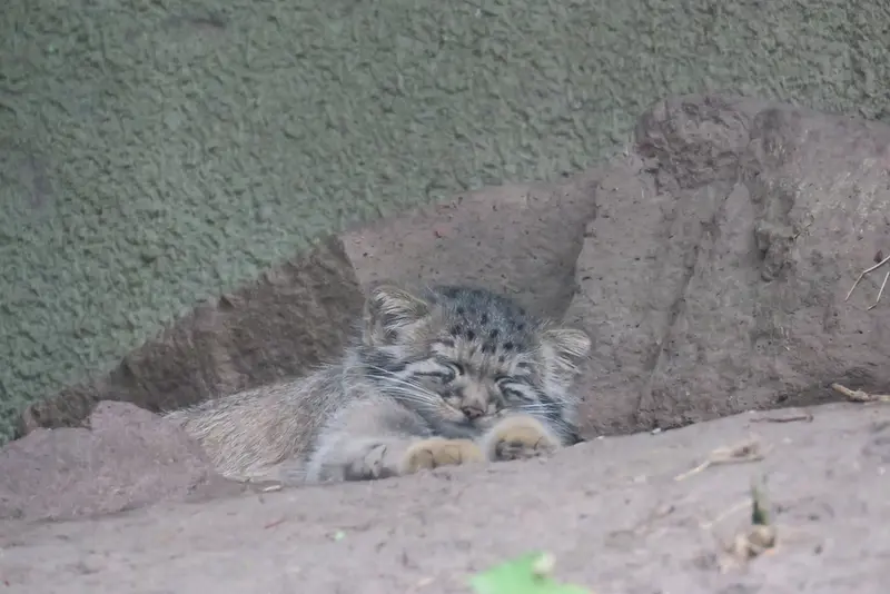 A photograph of Boris Ⅱ in Budapest Zoo & Botanical Garden