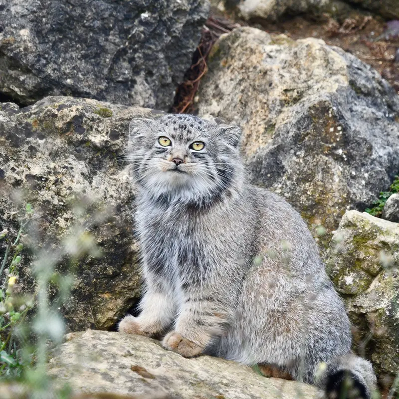 A photograph of Deizi in Port Lympne Wild Animal Park