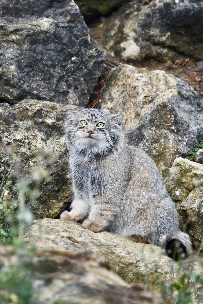 A photograph of Deizi in Port Lympne Wild Animal Park