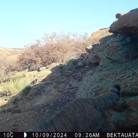 A photograph of Otocolobus manul manul from Bektauata 2 camera trap