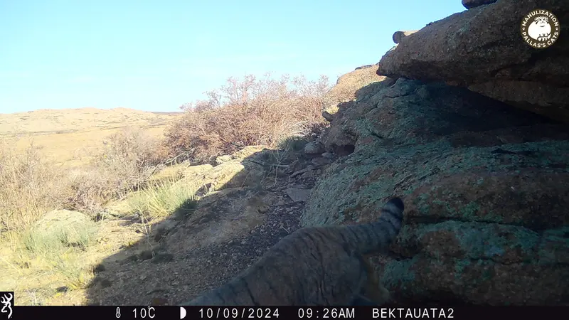 A photograph of Otocolobus manul manul from Bektauata 2 camera trap