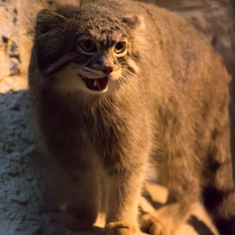 A photograph of Figa in Nogeyama Zoo