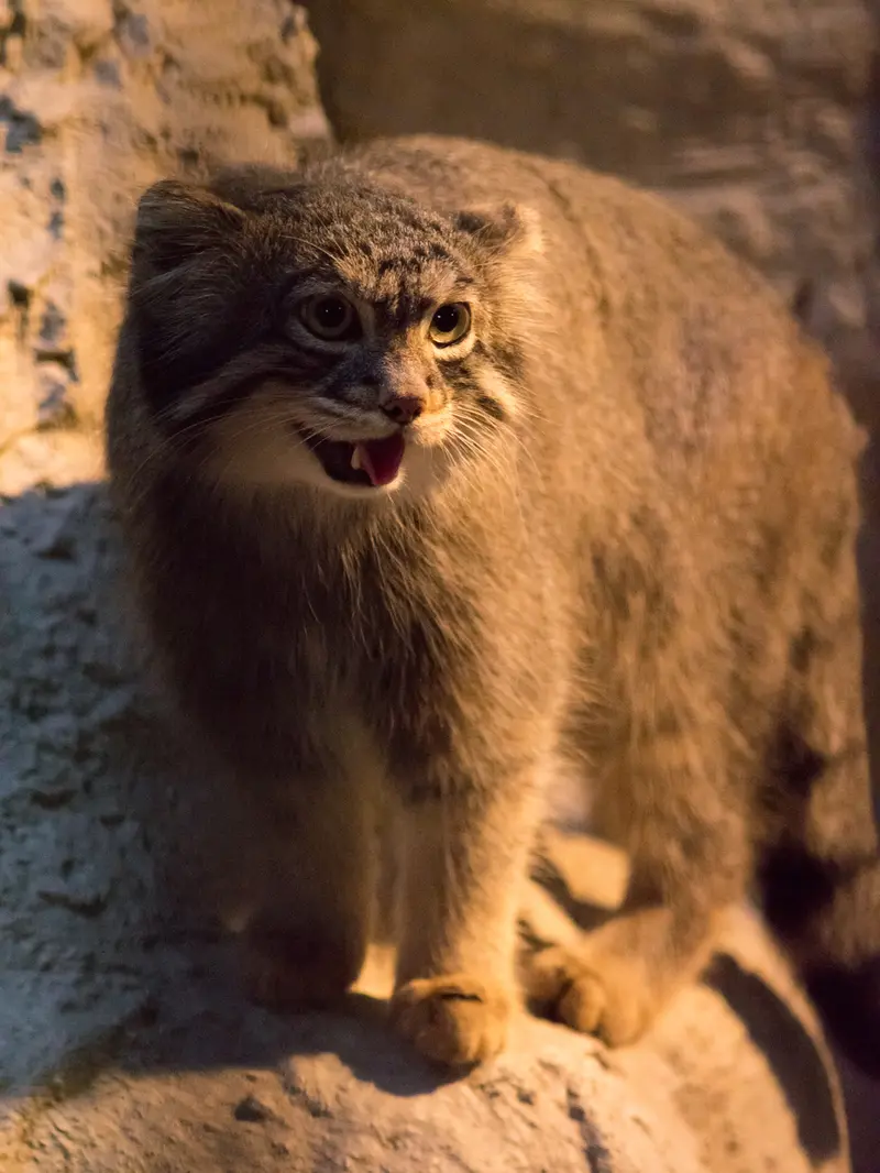 A photograph of Figa in Nogeyama Zoo