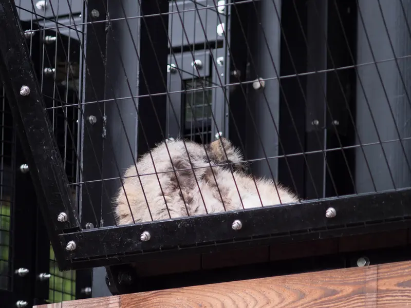 A photograph of Grusha in Asahiyama Zoo