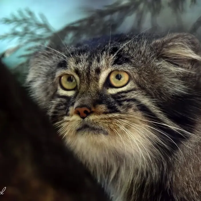 A photograph of Yenisei in Lumigny Safari Reserve