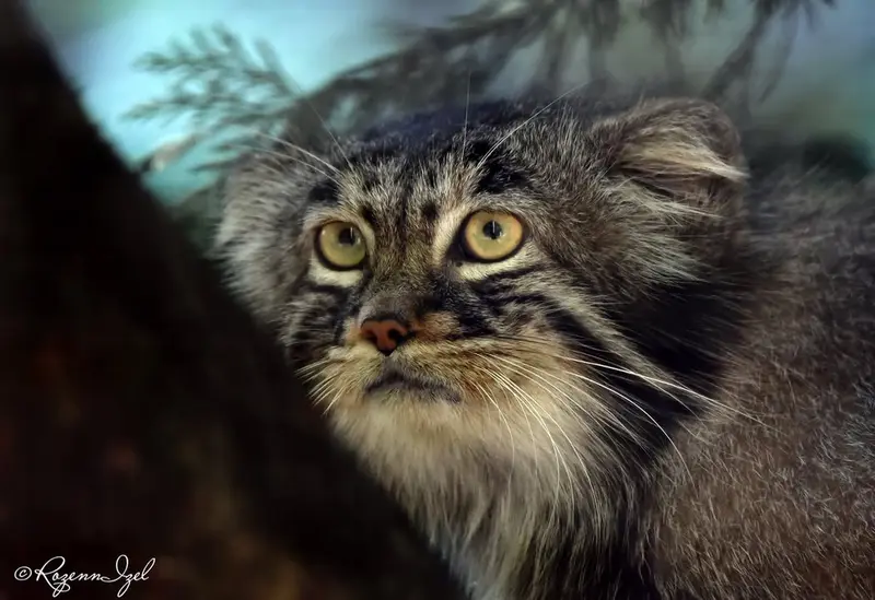 A photograph of Yenisei in Lumigny Safari Reserve