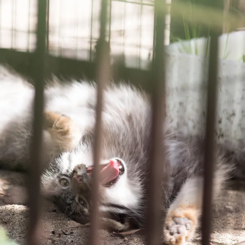 A photograph of Figa in Nogeyama Zoo