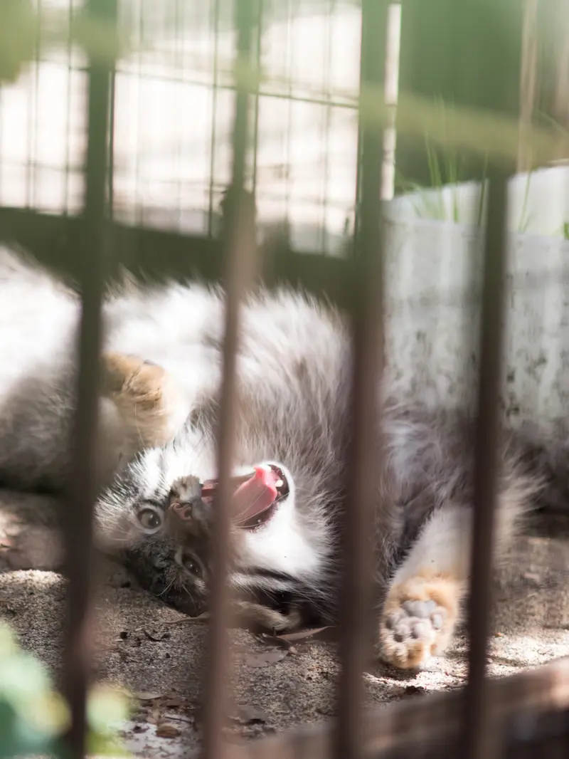 A photograph of Figa in Nogeyama Zoo