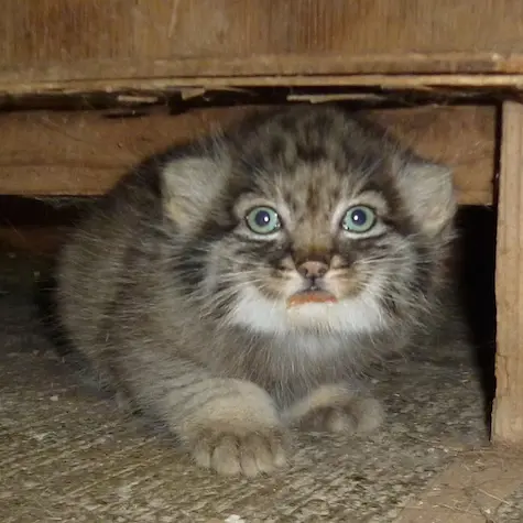 A photograph of a Pallas's cat in Saitama Children's Zoo