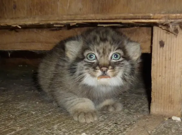 A photograph of a Pallas's cat in Saitama Children's Zoo