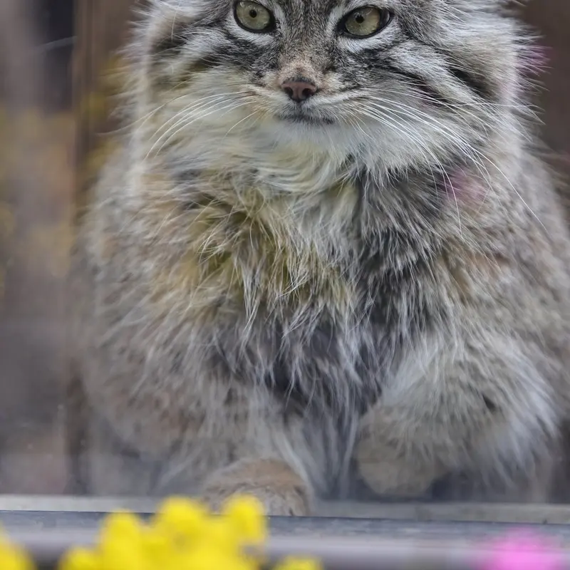 A photograph of Oliva in Saitama Children's Zoo