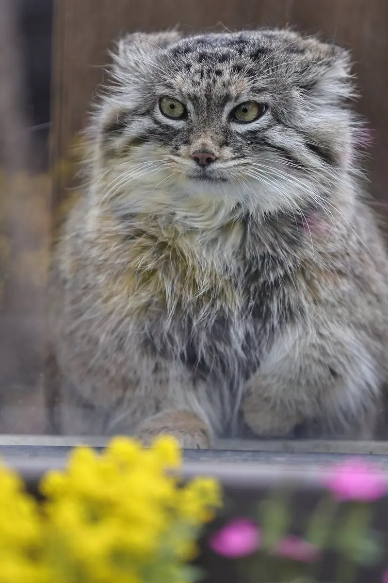 A photograph of Oliva in Saitama Children's Zoo