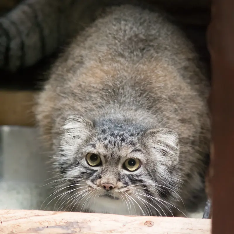 A photograph of Shafran in Ueno Zoological Gardens