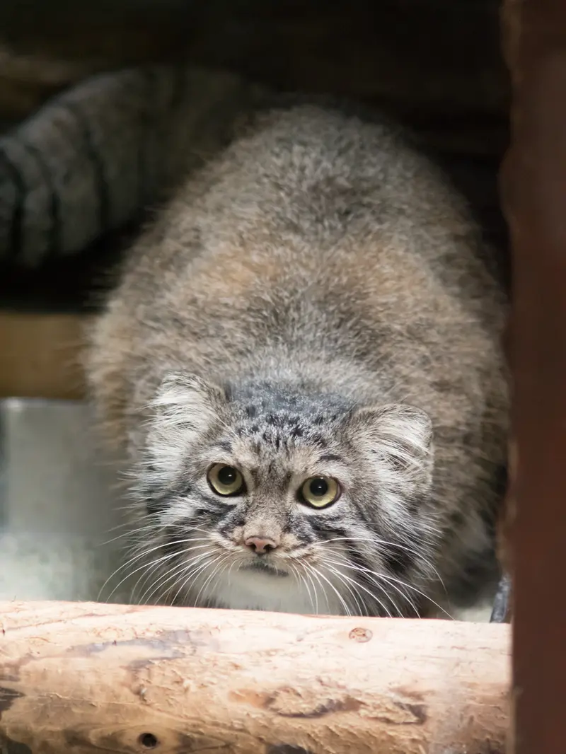 A photograph of Shafran in Ueno Zoological Gardens