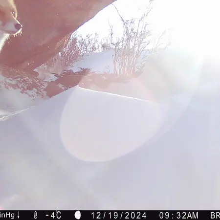 A photograph of Red fox from Shubaraigyr camera trap