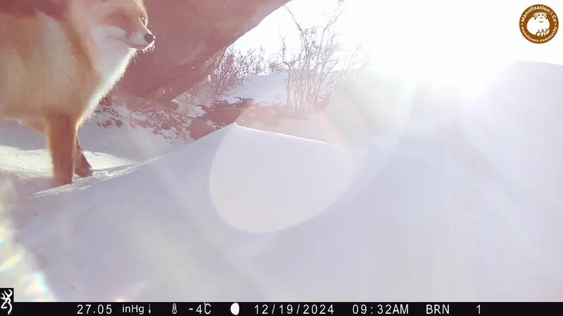 A photograph of Red fox from Shubaraigyr camera trap